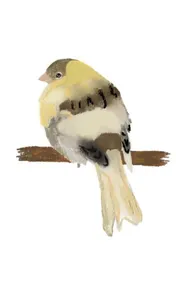 Omslag van Canary