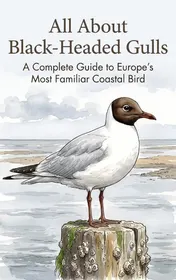 Omslag van All About Black-Headed Gulls