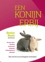 Omslag van Een konijn erbij
