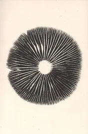 Omslag van The mushroom project
