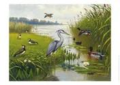 Omslag van Schoolplaat Water- en Weidevogels