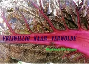 Omslag van Vrijwillig naar Verwolde