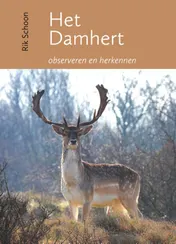 Omslag van Het damhert