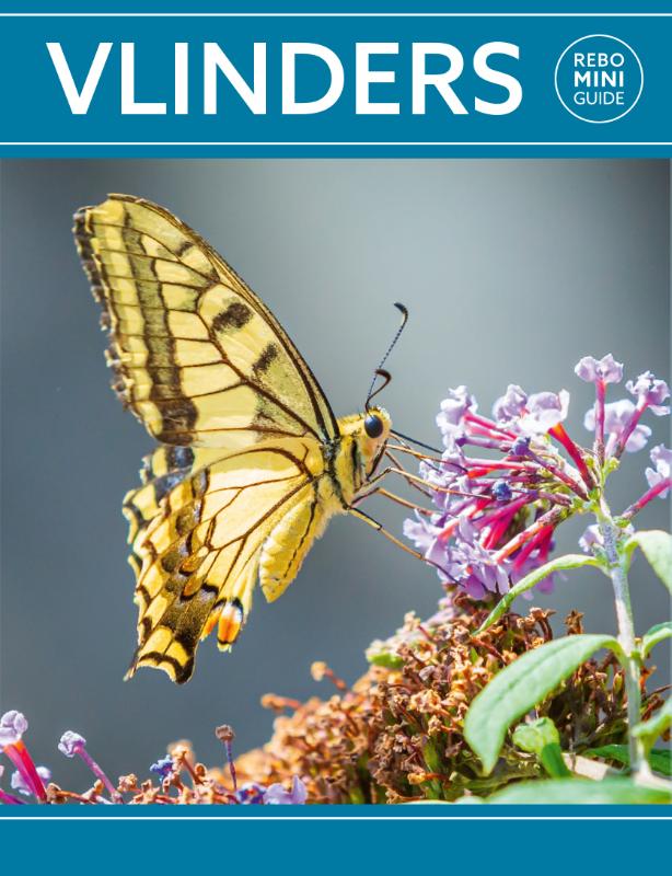 Omslag van Rebo mini guide - Vlinders