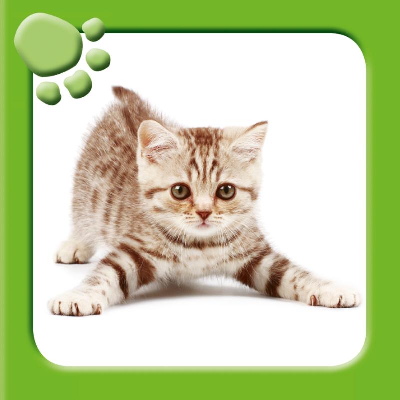 Omslag van Schattige dieren