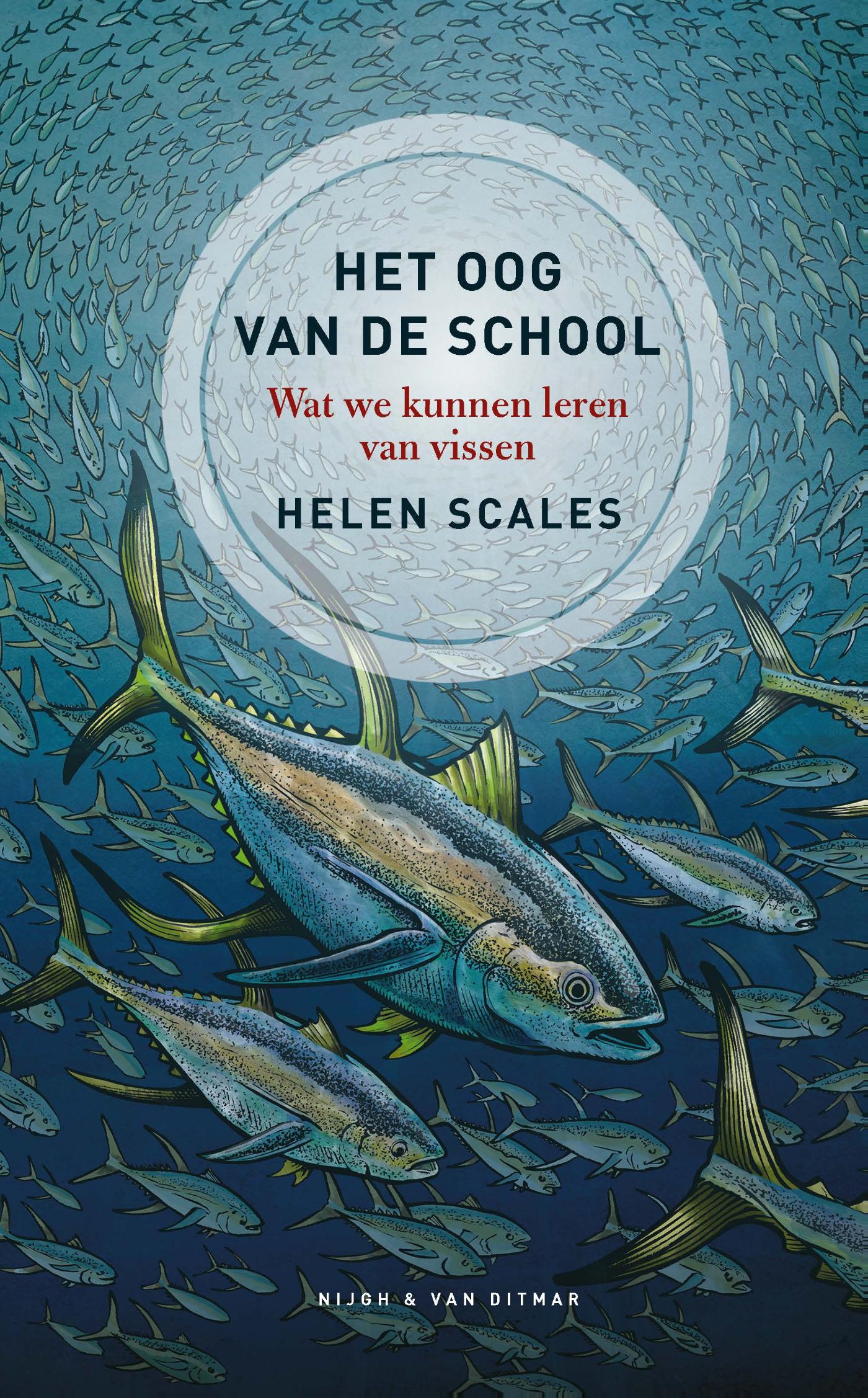 Omslag van Het oog van de school