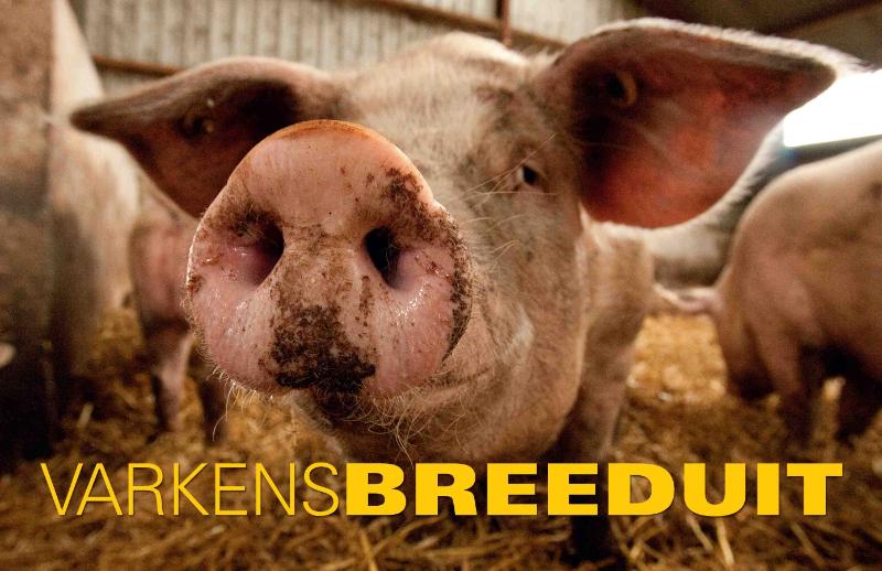 Omslag van Varkens Breeduit