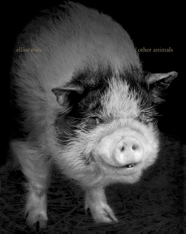 Omslag van Other animals