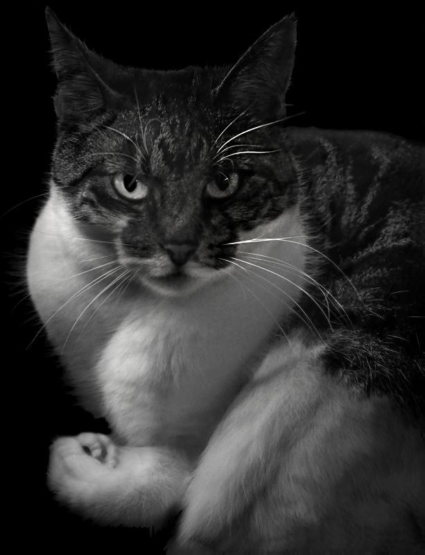 Omslag van PhotoCat.