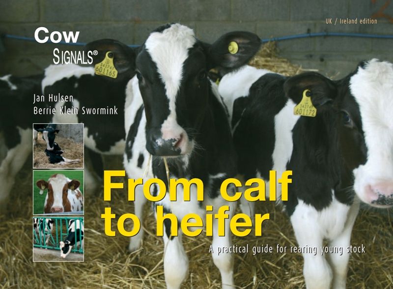Omslag van From calf to heifer