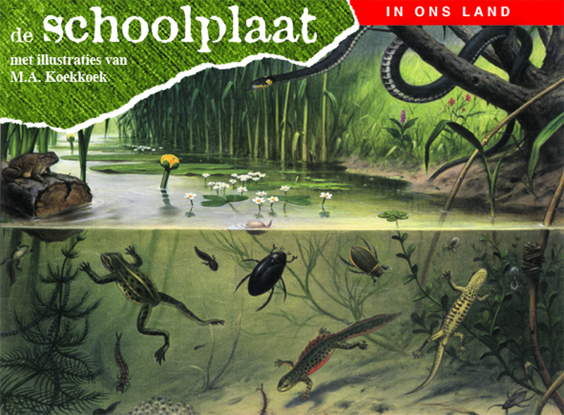 Omslag van In ons land