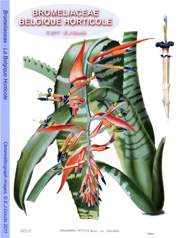 Omslag van Bromeliaceae