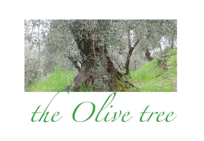 Omslag van The olive tree