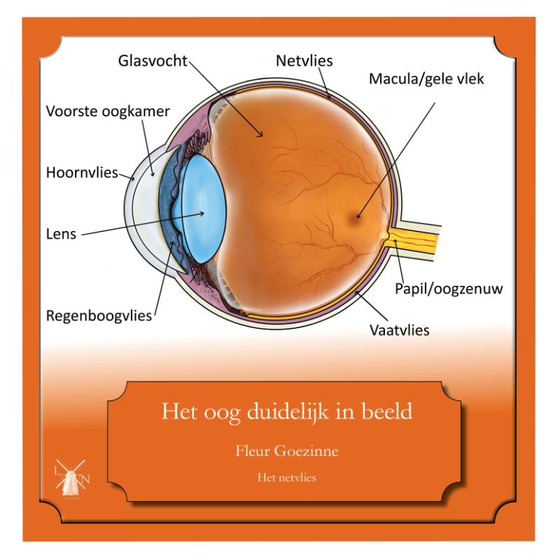 Omslag van Het oog duidelijk in beeld