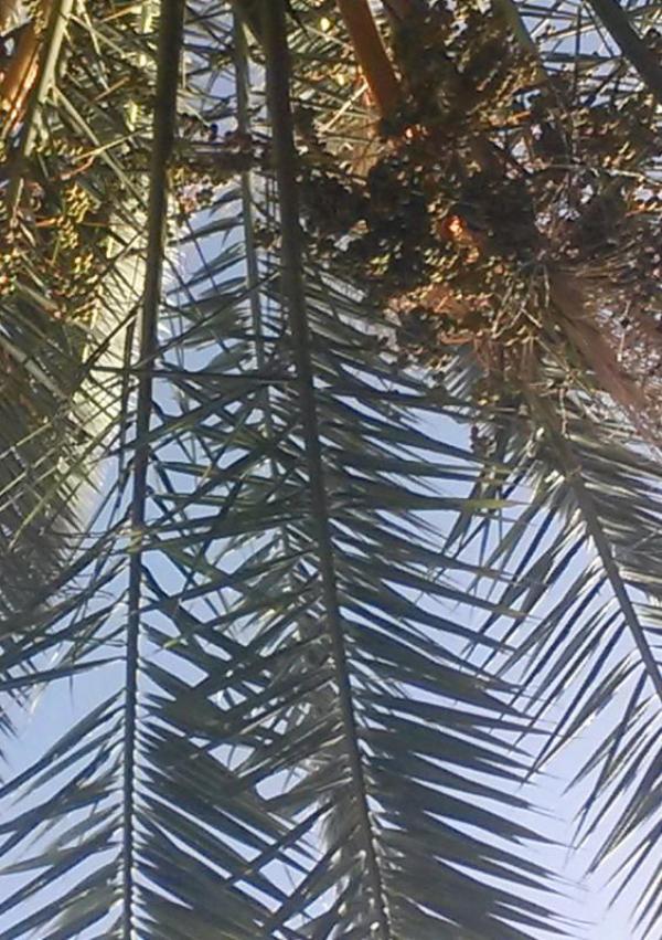 Omslag van Onder de palmboom