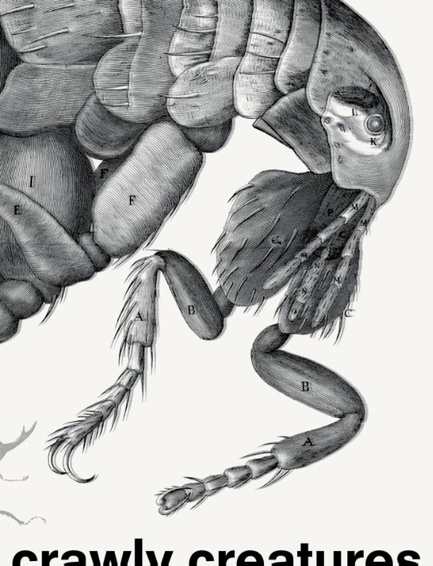 Omslag van Crawly Creatures