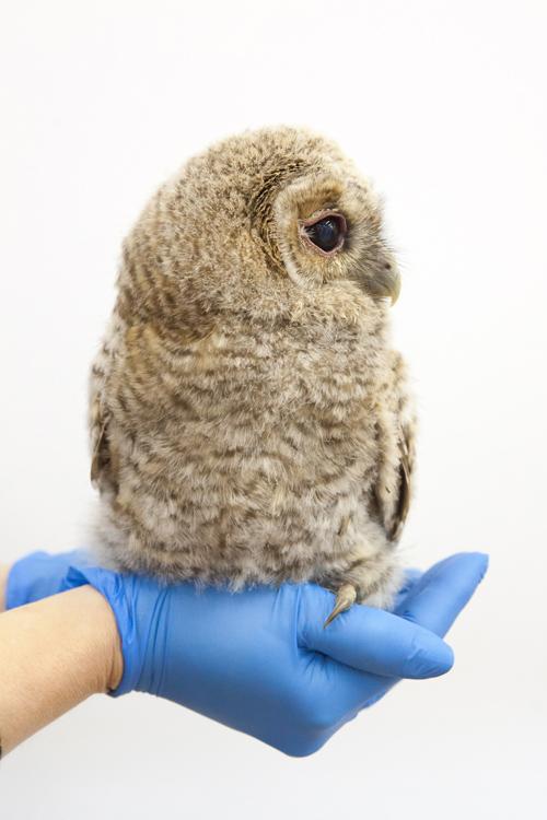 Omslag van Vogels huilen niet