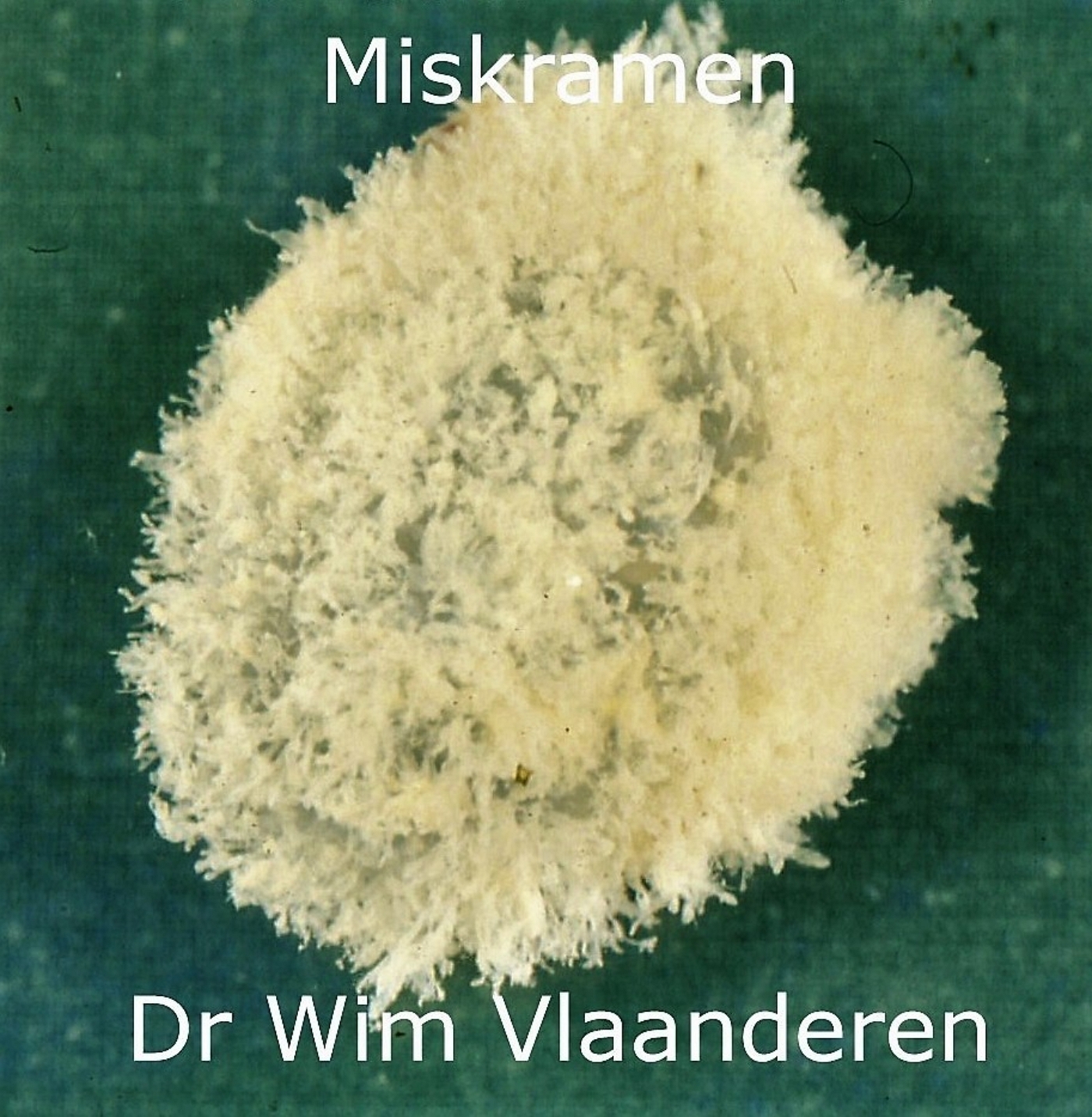 Omslag van Miskramen