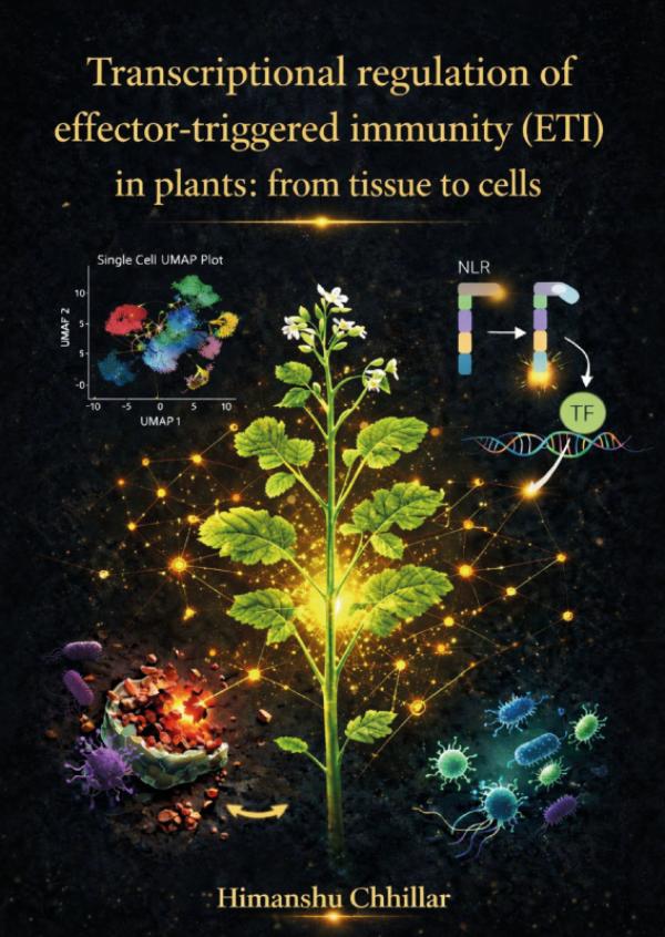 Omslag van Transcriptional regulation of effector-triggered immunity (ETI) in plants: from tissue to cells