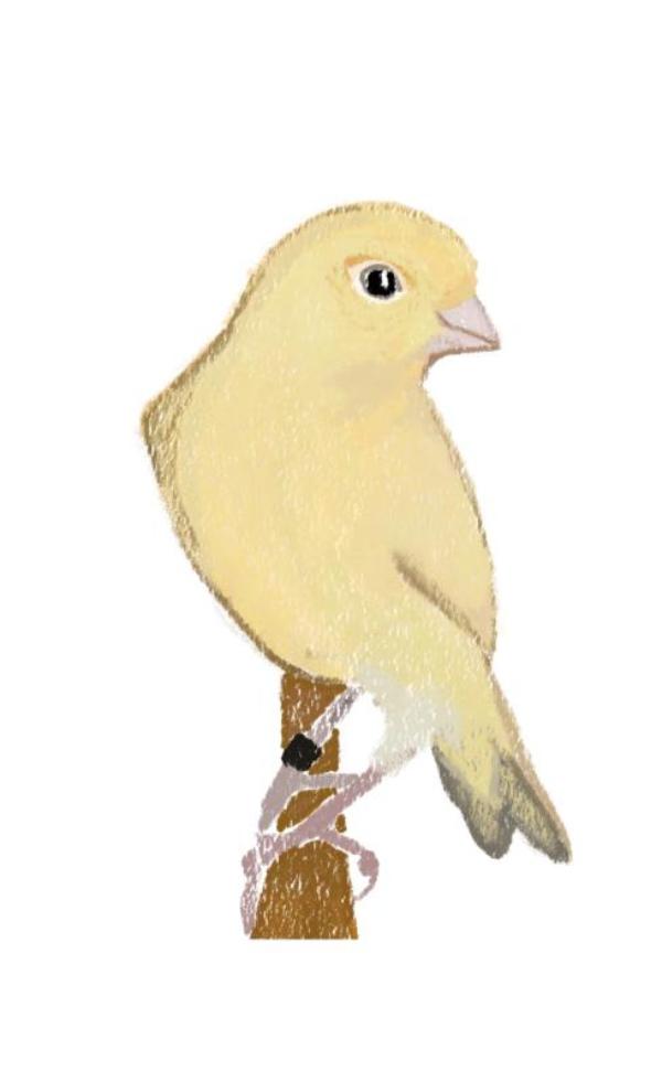 Omslag van Canary