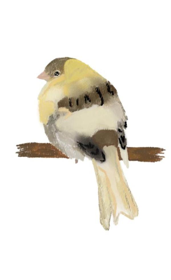 Omslag van Canary