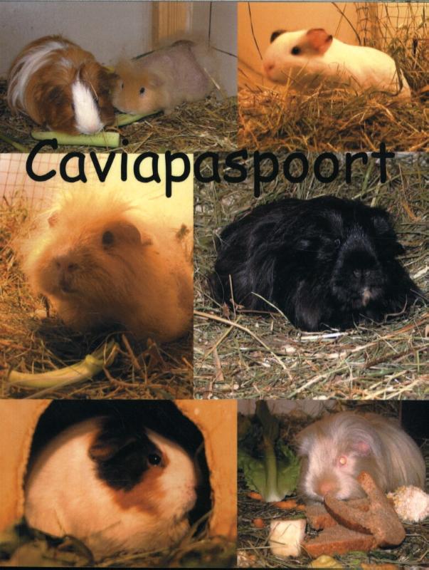 Omslag van Caviapaspoort