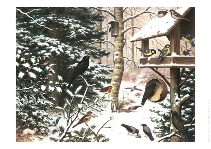Omslag van Schoolplaat Vogels in de Winter