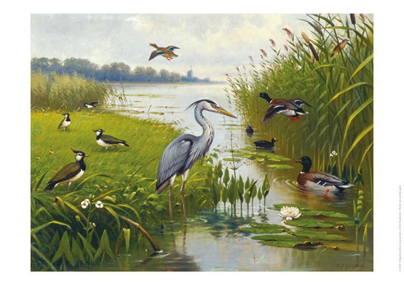 Omslag van Schoolplaat Water- en Weidevogels
