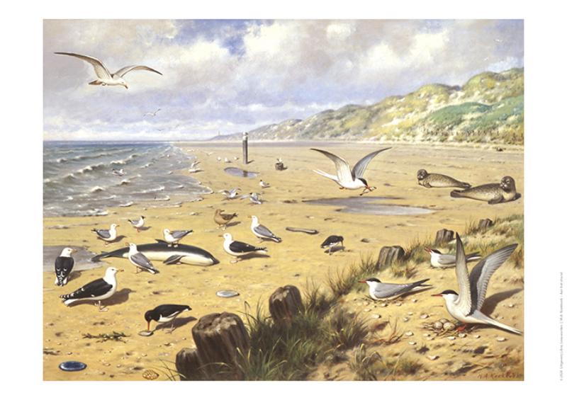 Omslag van Schoolplaat Aan het Strand