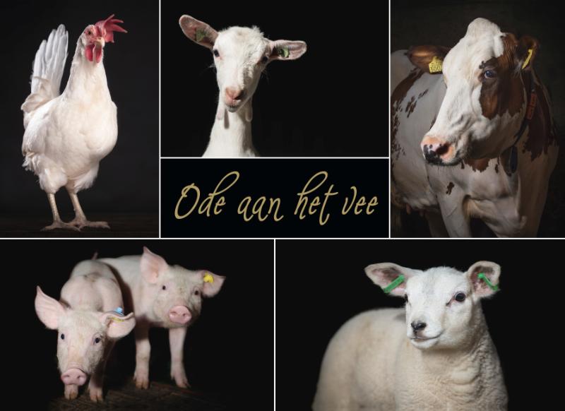 Omslag van Ode aan het vee