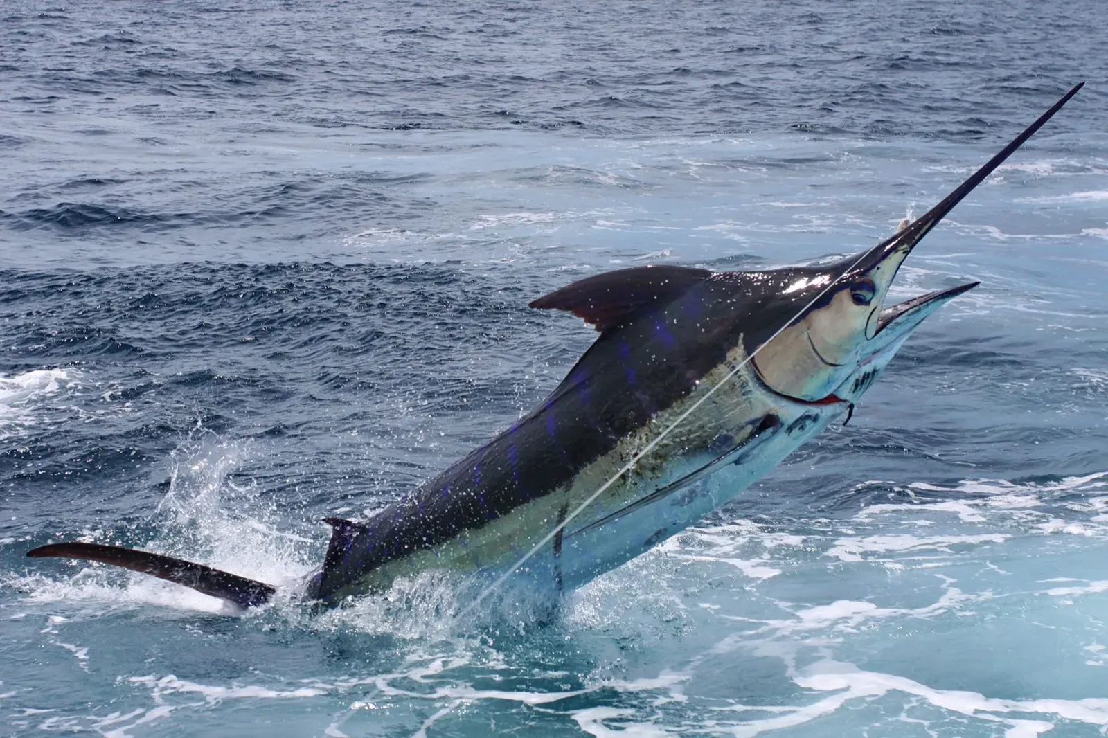 10 Things I Wish I Knew Before My First Deep Sea Fishing Charter