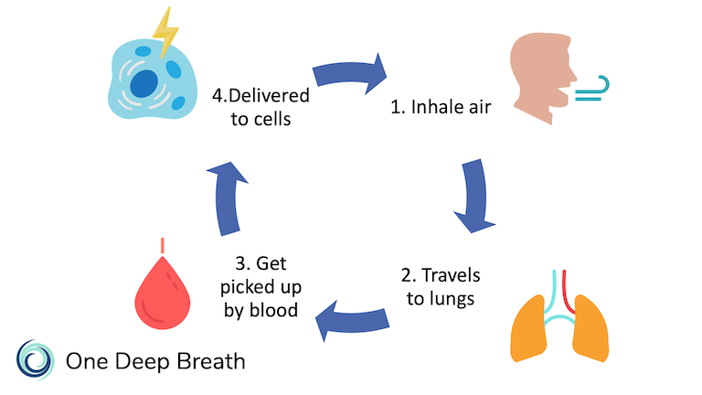 When we inhale air, it travels to the lungs where the oxygen is transported by red blood cells and is delivered to cells that need it.