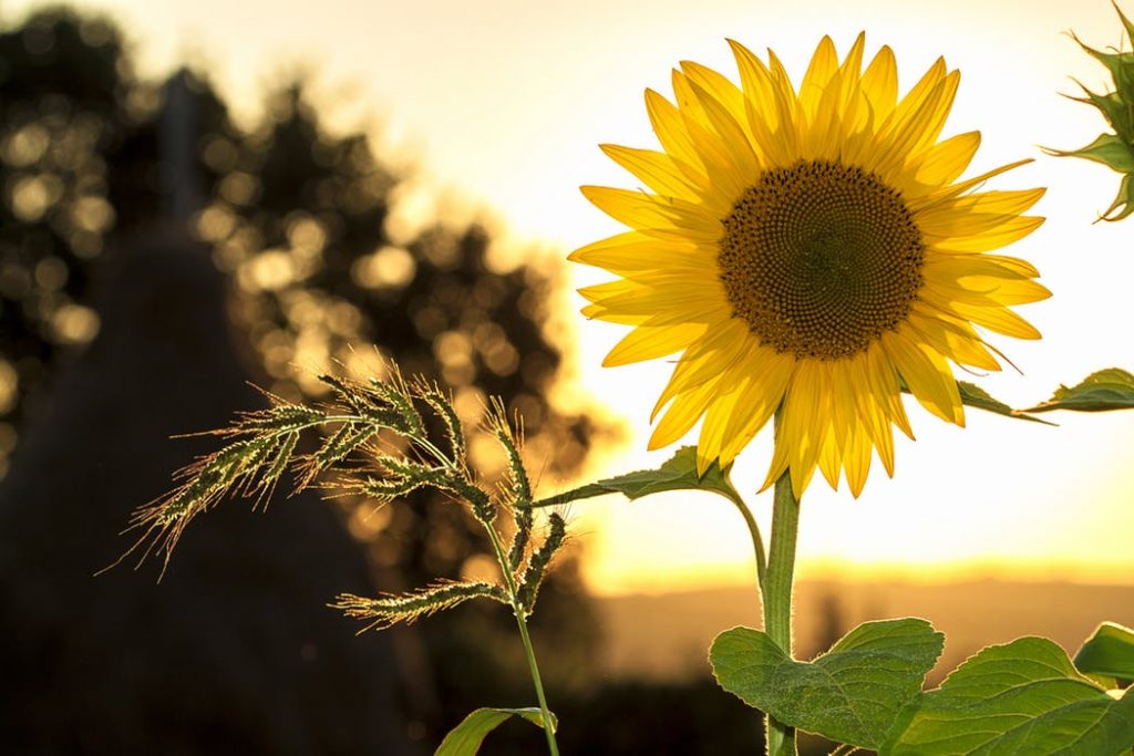 Image: Photo of a sunflower