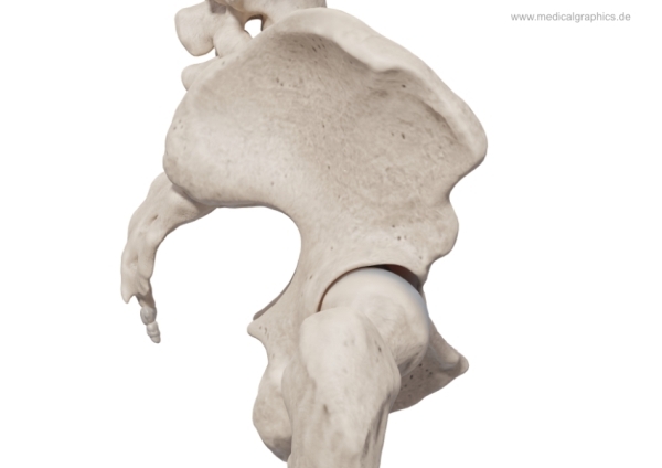 <h2>Illustration eines menschlichen Beckens in einer lateralen Ansicht mit umgebenden Skelett-Strukturen: Oberschenkel (Femur), Kreuzbein (Os sacrum), Steißbein (Os coccygis), Lendenwirbelsäule und Bandscheiben.</h2>