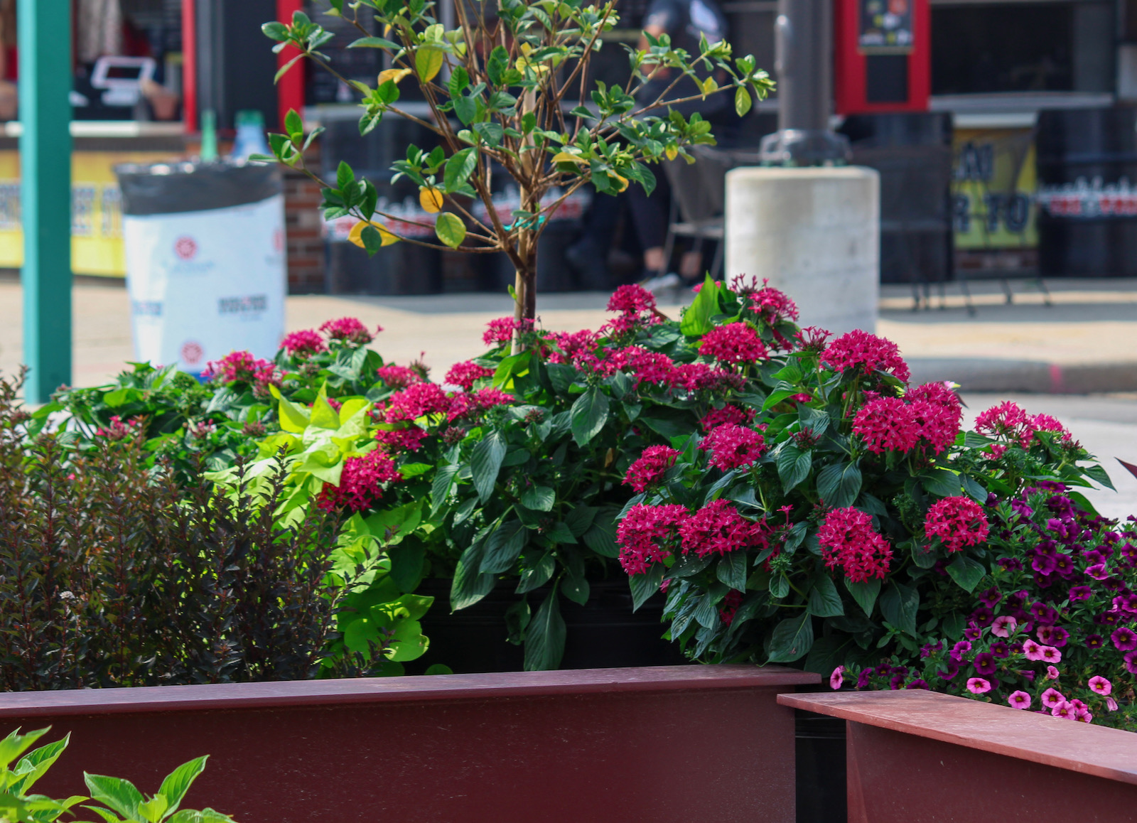 state fair flowers