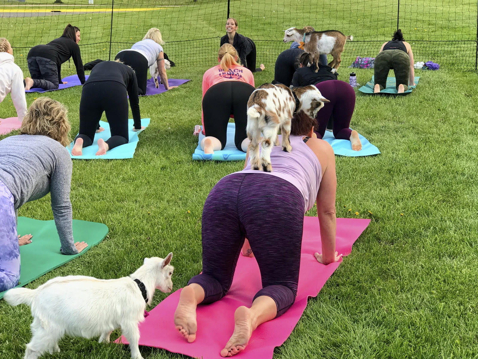 goat yoga