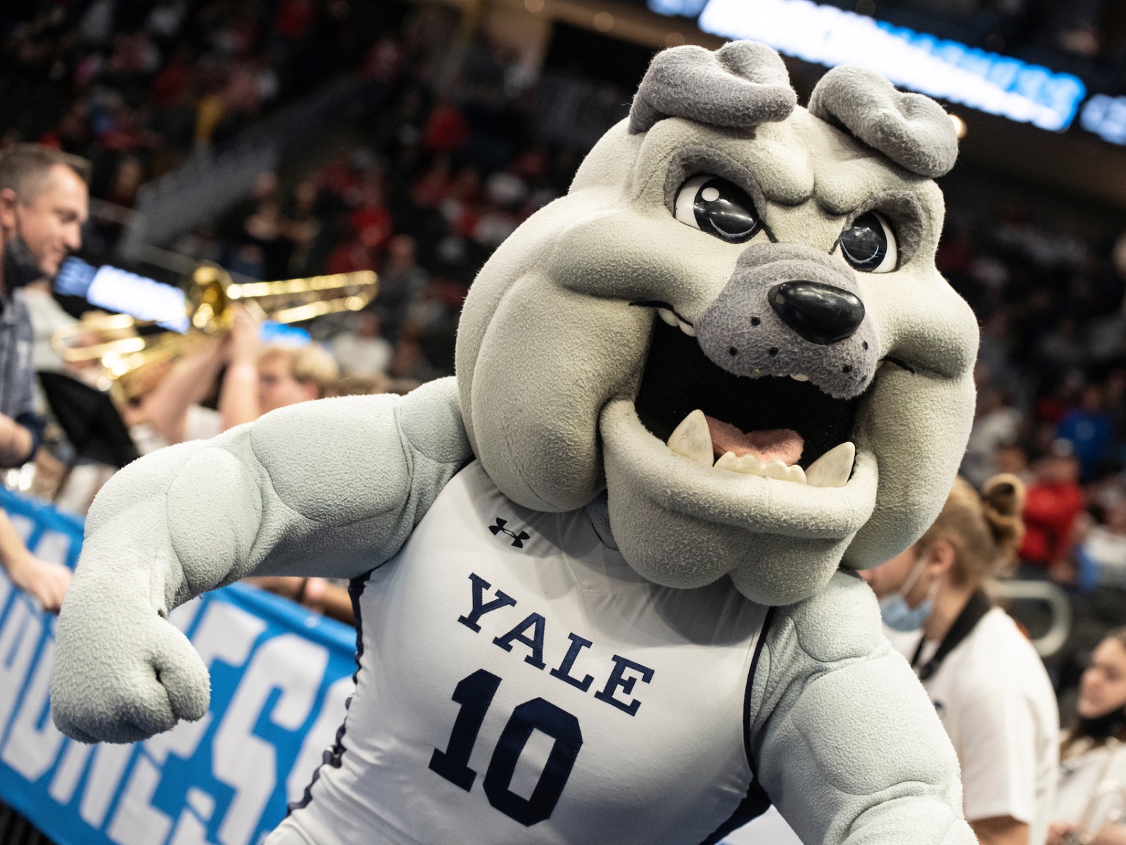 Yale mascot