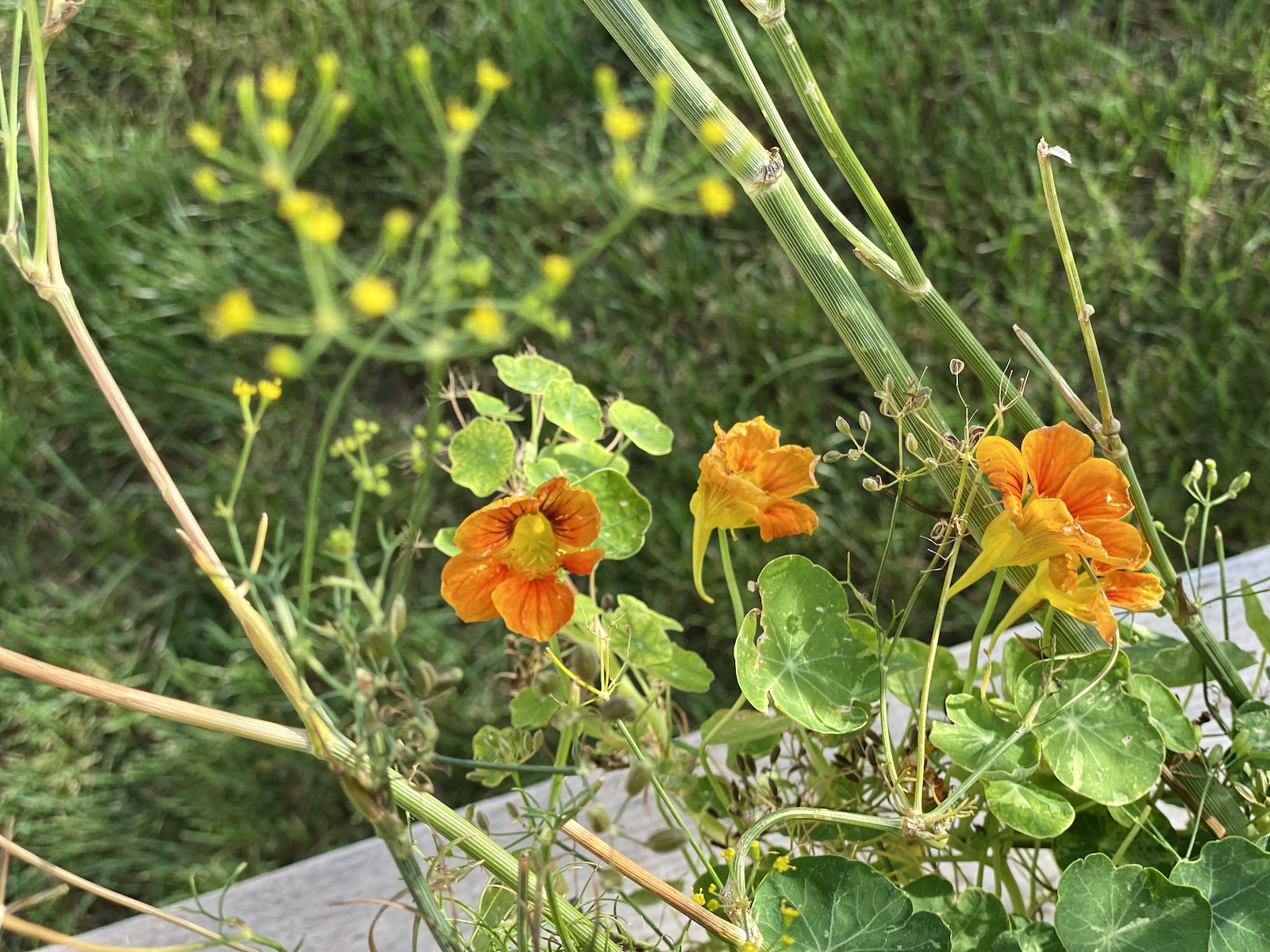 Nasturtiums in Chefs' Garden at Eldr+Rime