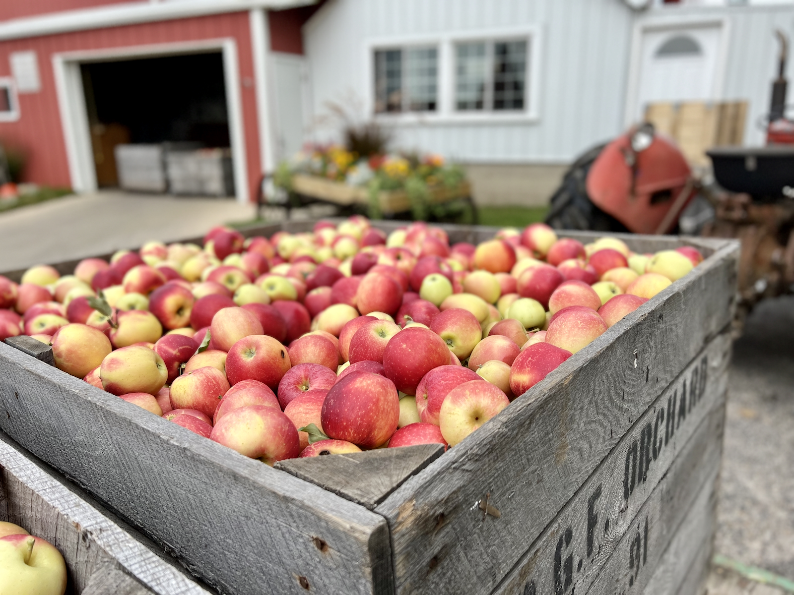 freshly picked apples