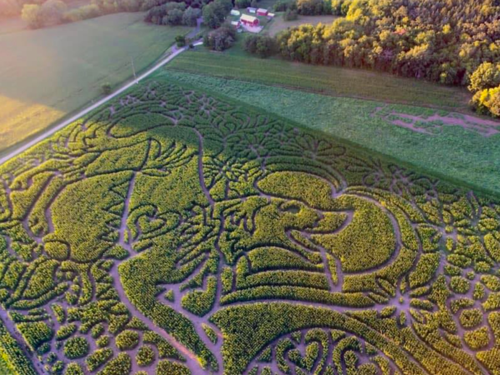 Photo by: Treinen Farm Corn Maze and Pumpkin Patch