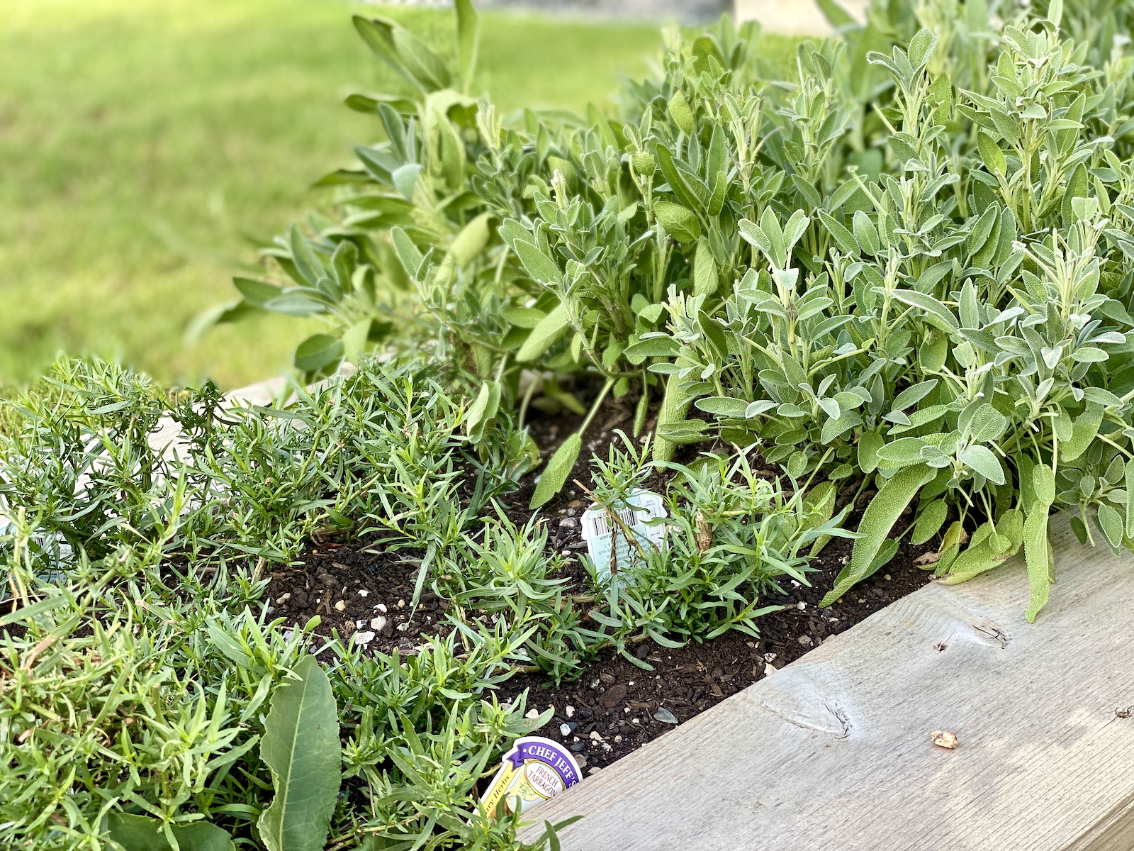 Rosemary and sage in Chefs' Garden at Eldr+Rime