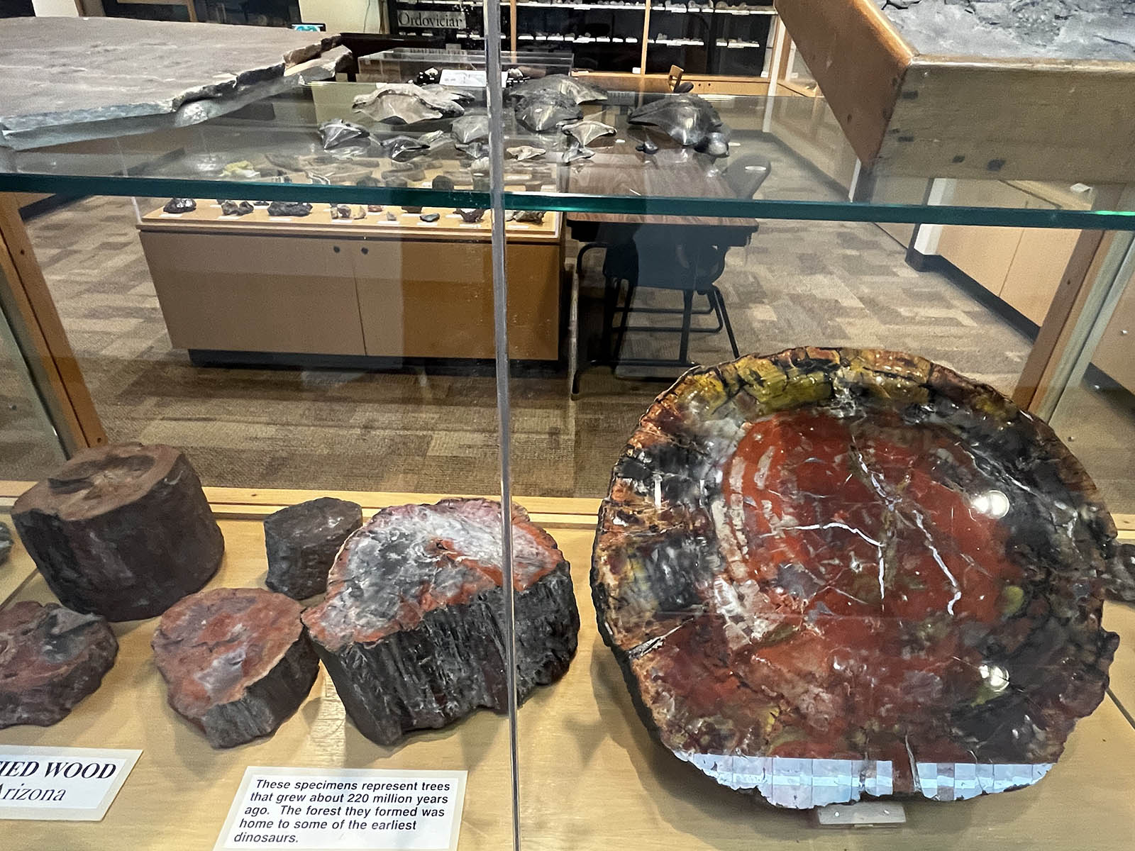 petrified wood