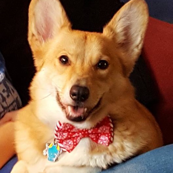 Carl the corgi