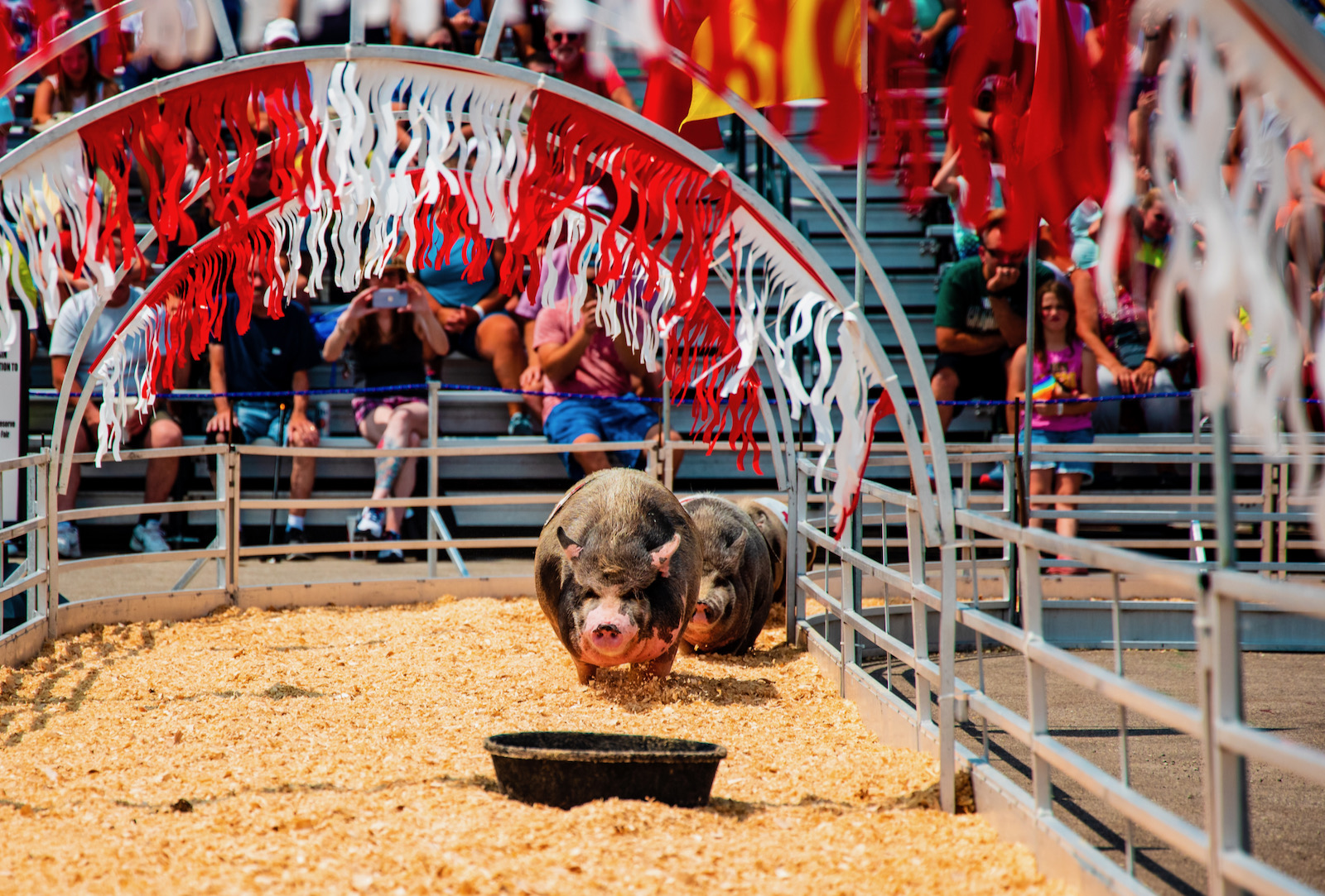 state fair pigs