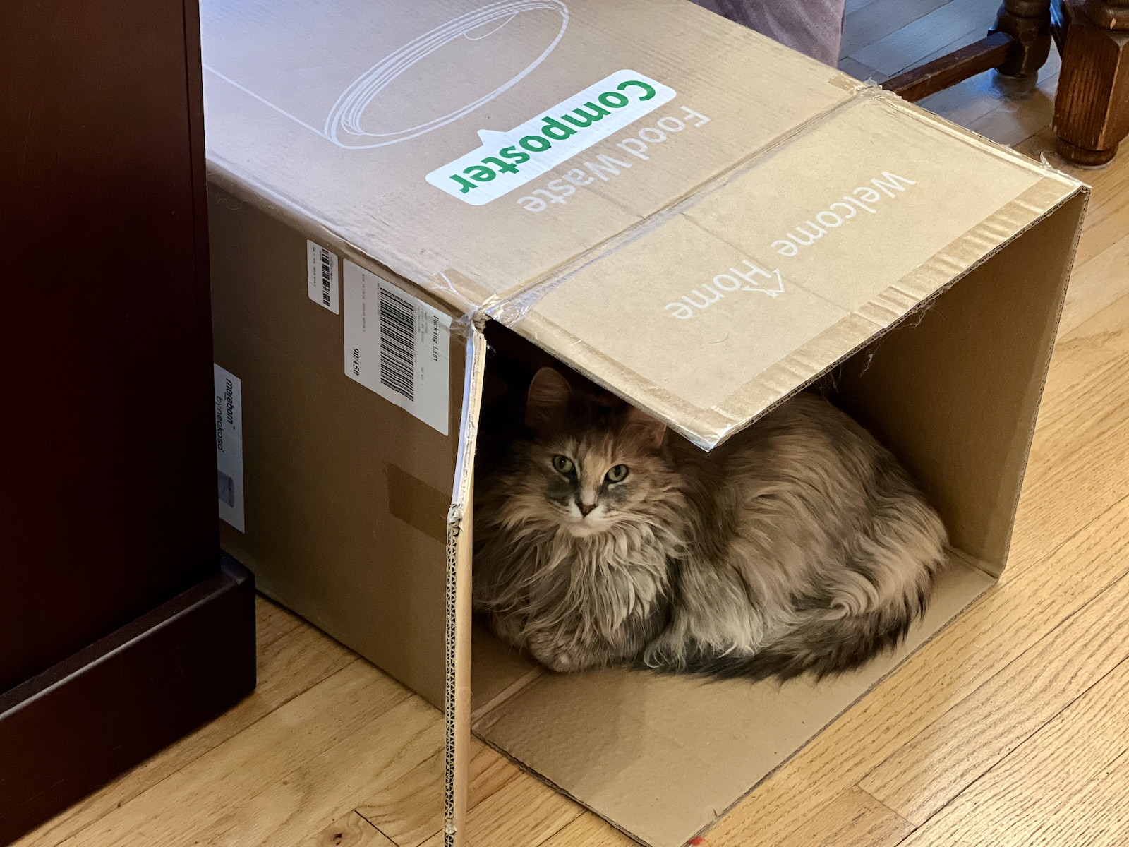 Misha in the Moreborn box