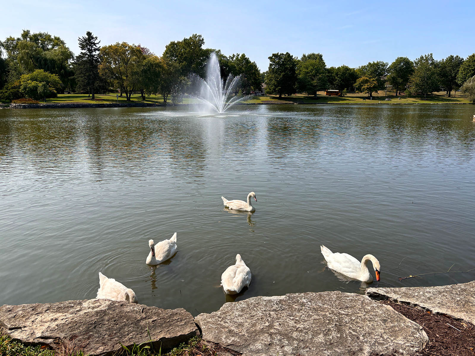 Schaumburg Sculpture Park swans