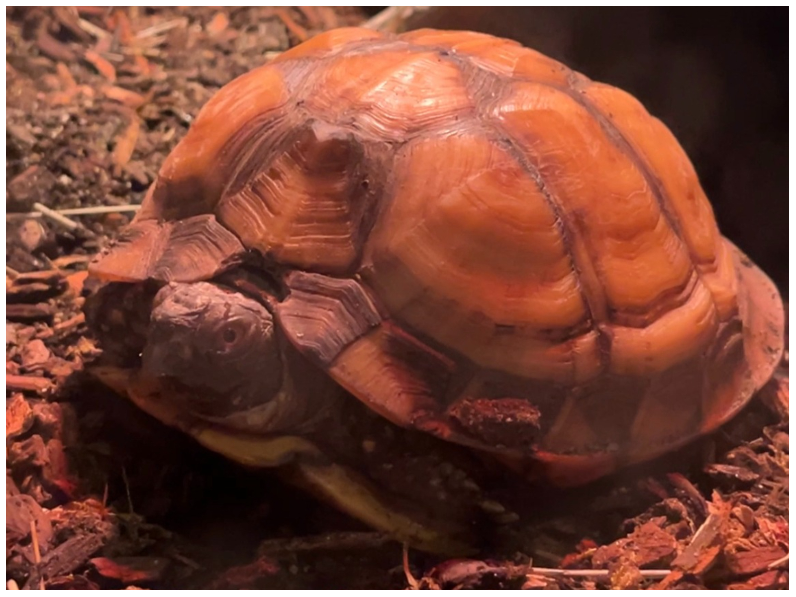 box turtle