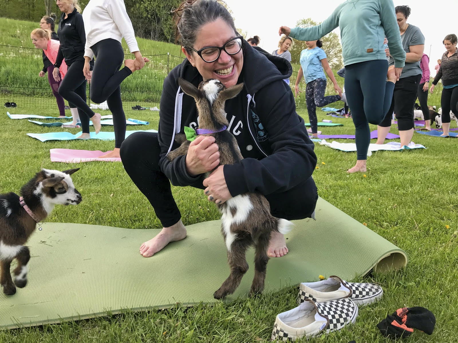 goat yoga