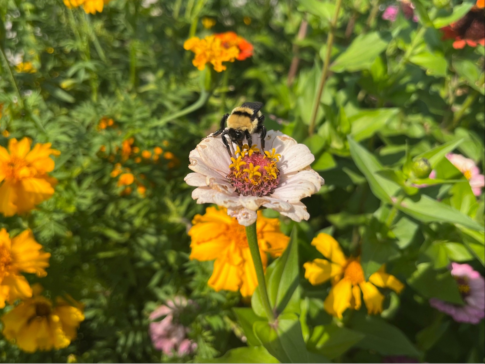 Flower and bee in the garden