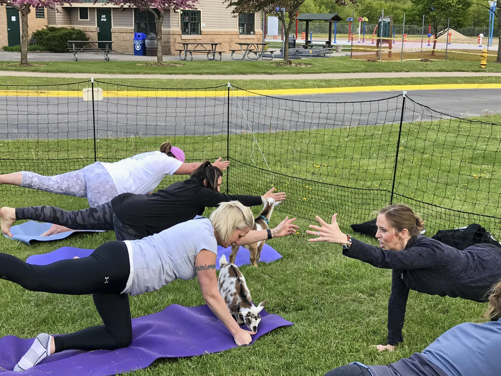 goat yoga